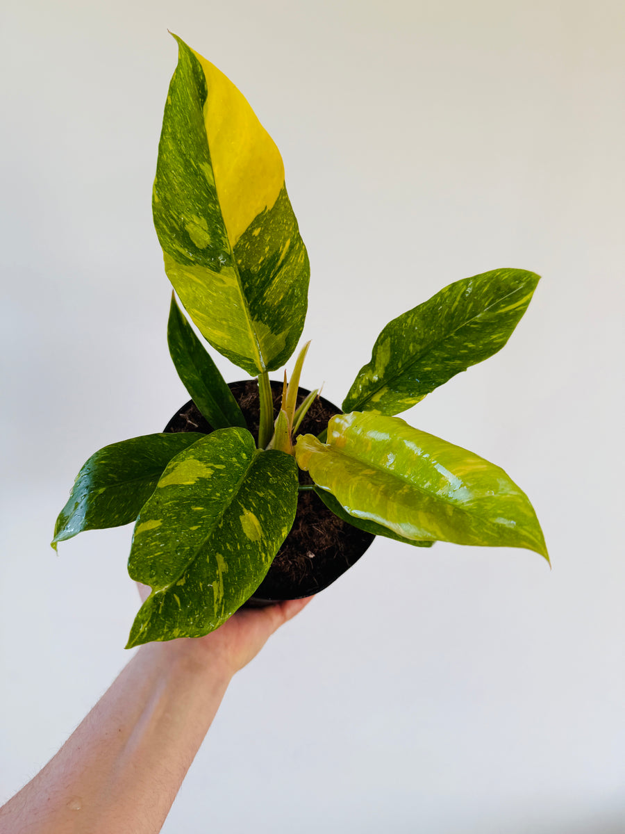 Philodendron Henderson’s Pride - High Variegation - 6” Pot
