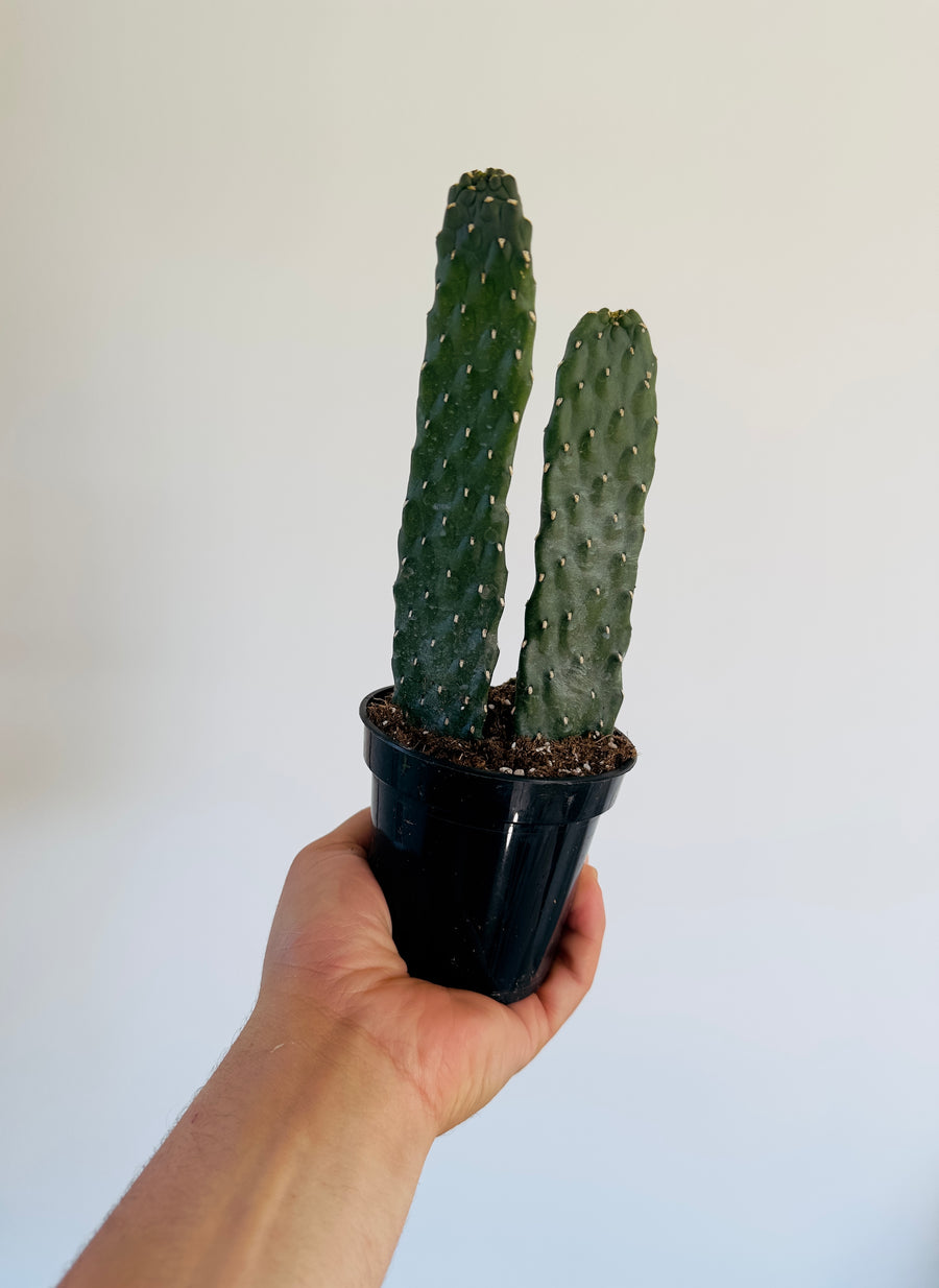 Flat Pear Cactus - 4” Pot