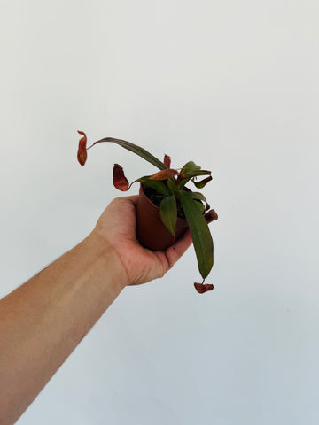 Pitcher Plant - Nepenthes 'Bloody Mary' - 2” Pot