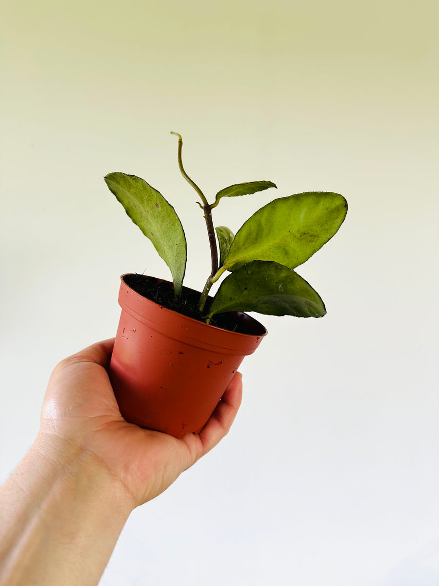 Hoya Waymaniae Cloudy Sky - Rare Collector Hoya - 4