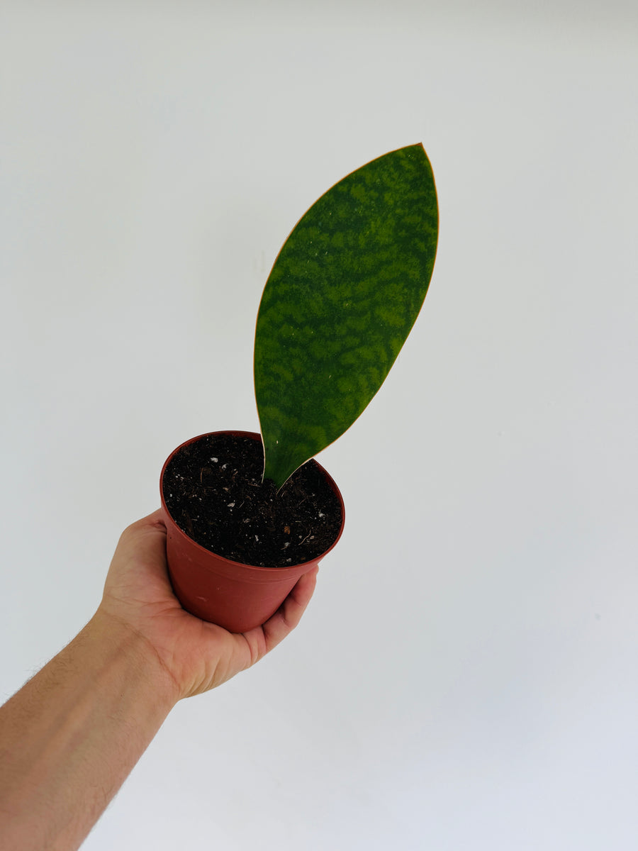 Sansevieria Whale Fin - 4