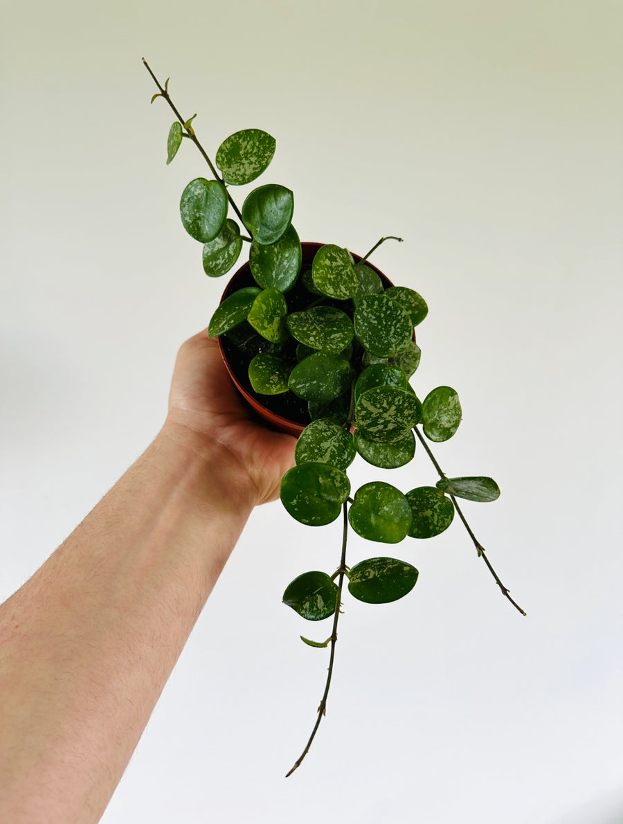 Spotted Mathilde Hoya Hoya Mathilde 'Splash' - Vining - 4