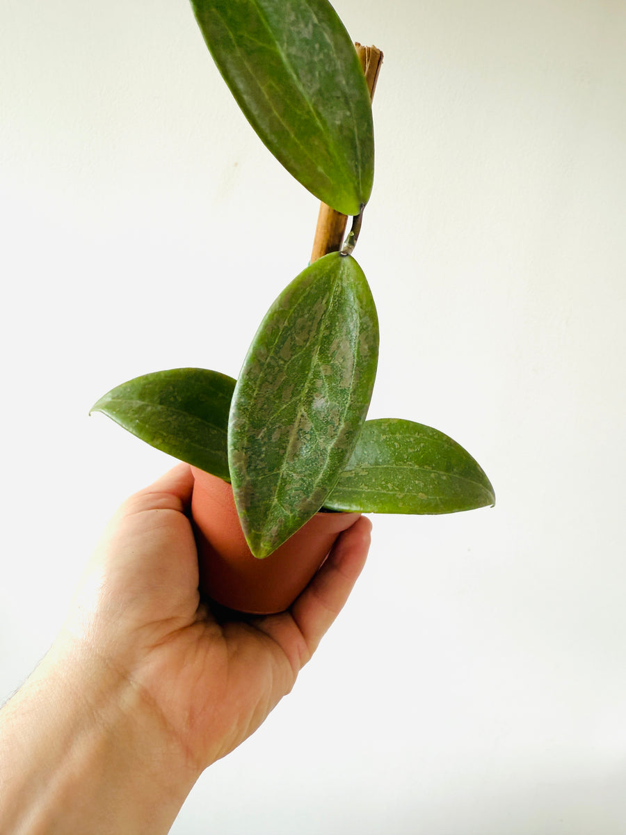 Hoya Wibergiae - Pink Splash Hoya- 3” Pot