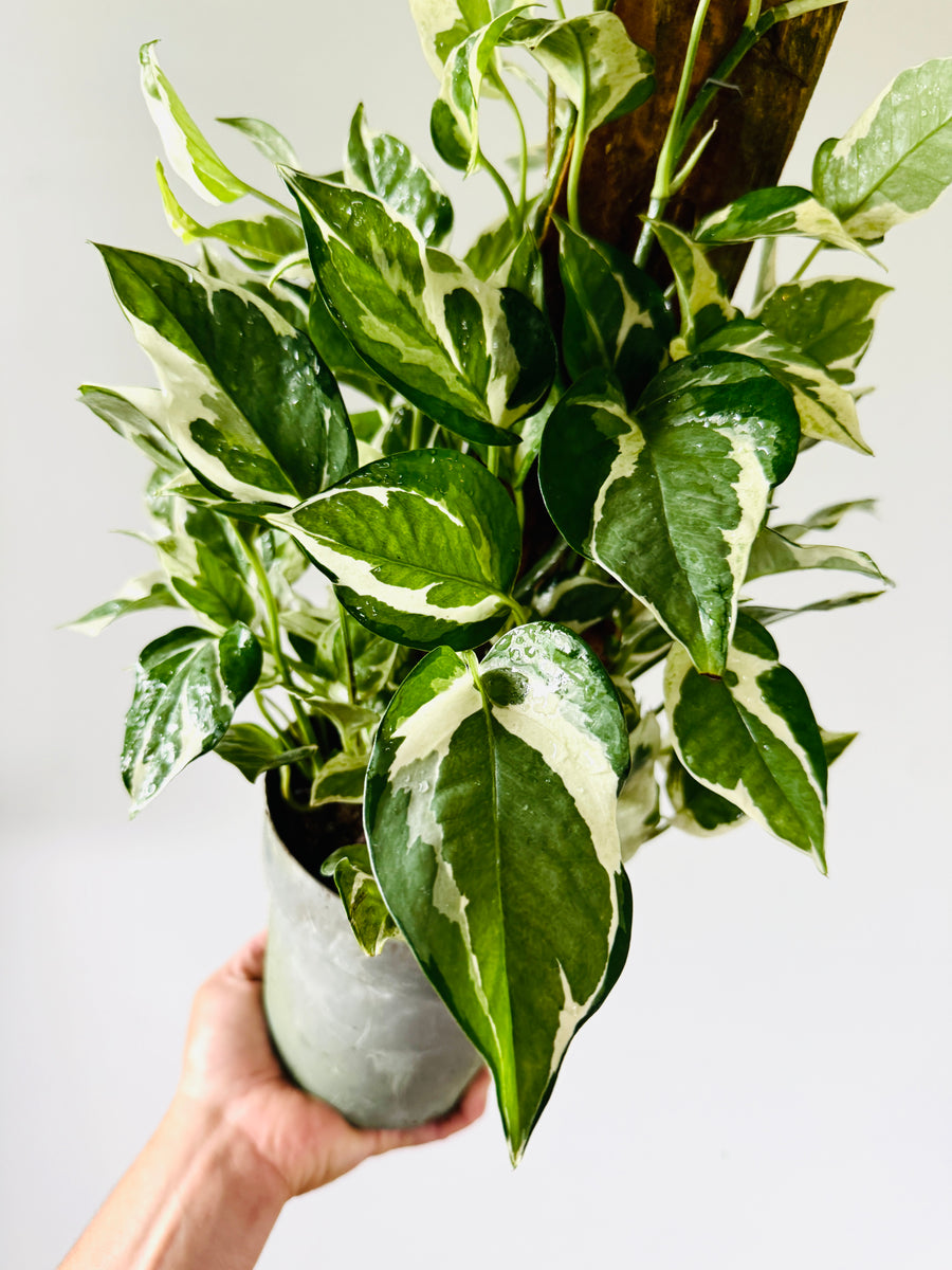 Pothos Glacier on Totem - Epipremnum Aureum 'Glacier' - 6
