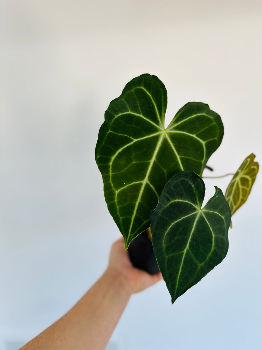 Anthurium Clarinervium Hybrid - Very Large - 4