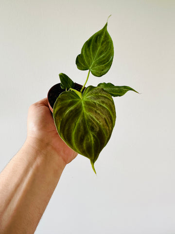 Philodendron Verrucosum - Starter Plant - 3
