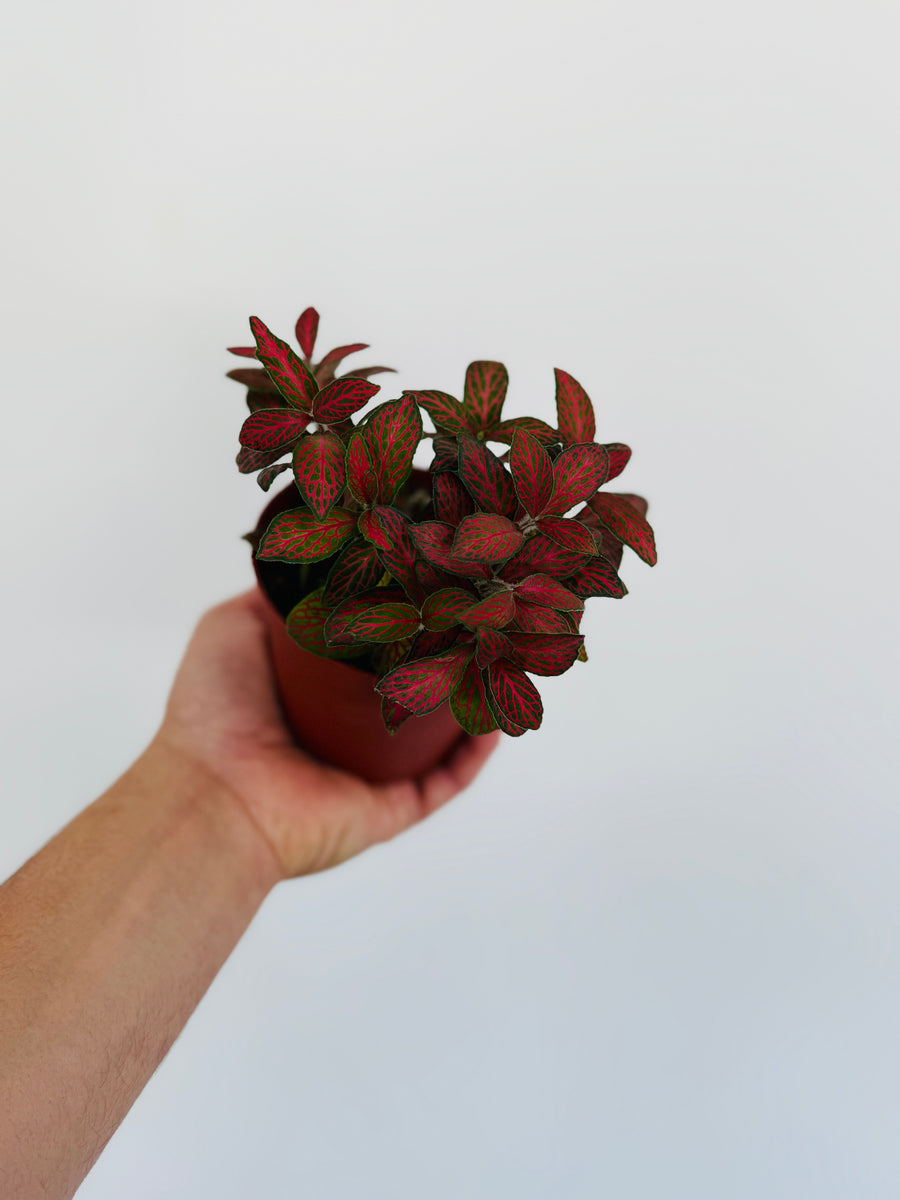 Fittonia Jade - 4