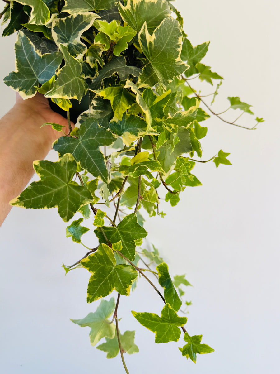 Variegated English Ivy - Hedera Helix Variegatum - 6