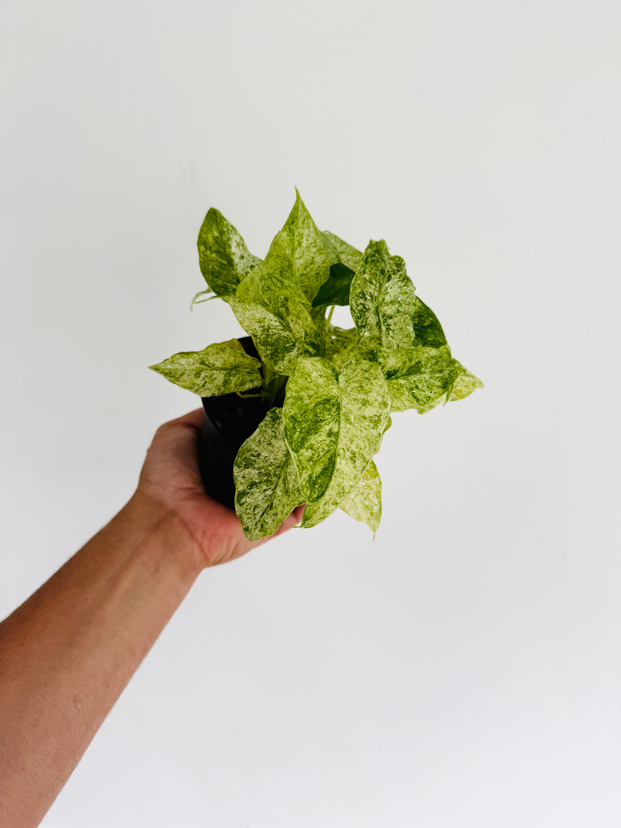 Alocasia Blizzard Albo - 4