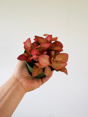 Fittonia Strawberry Blossom- 4