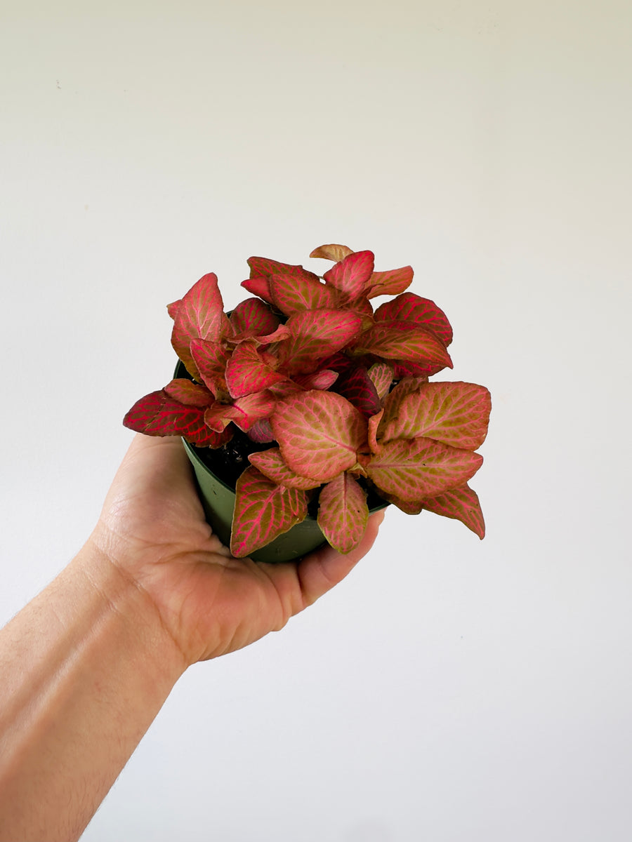 Fittonia Strawberry Blossom- 4