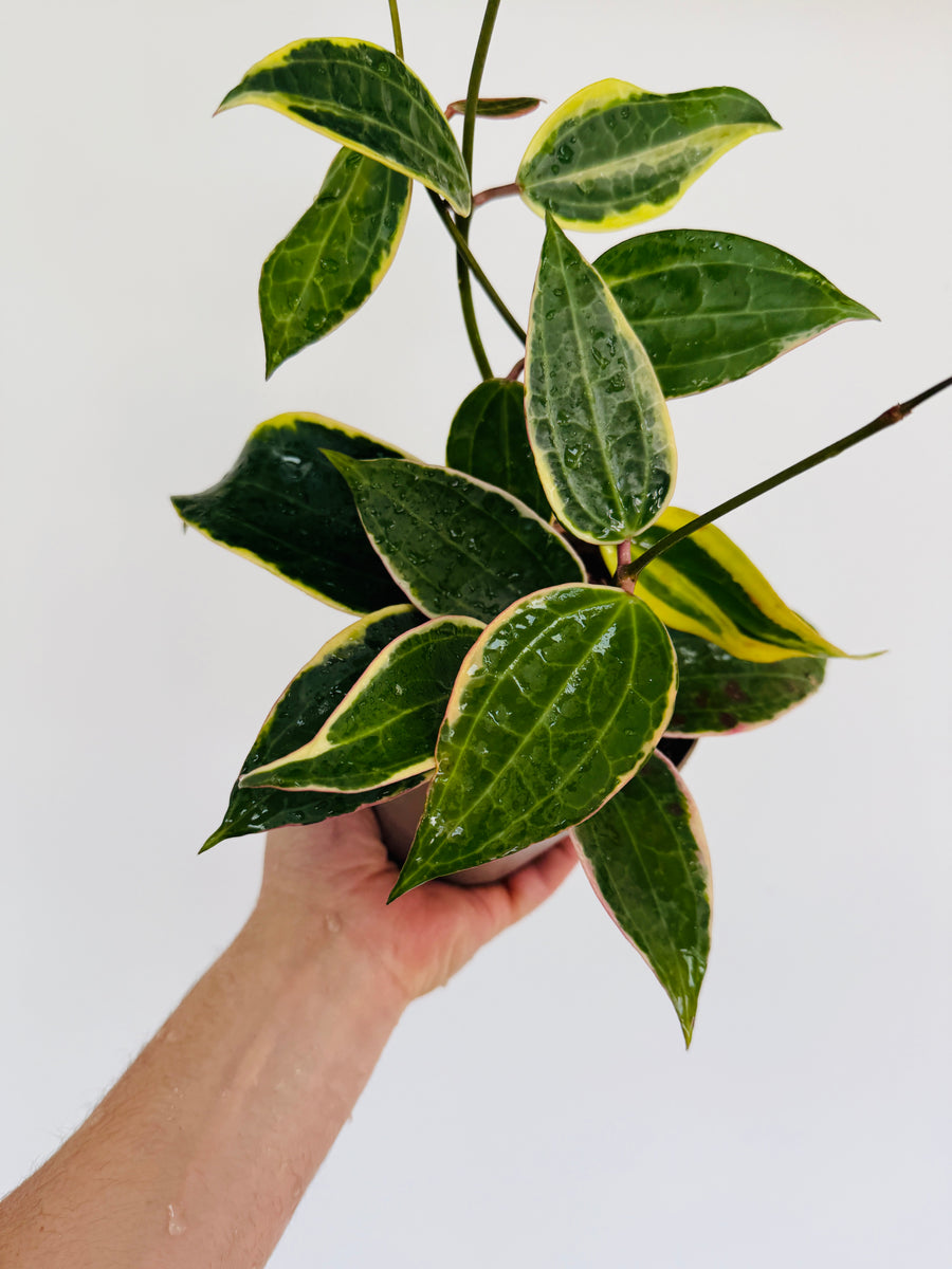 Hoya Macrophylla - Outer Variegated - 5