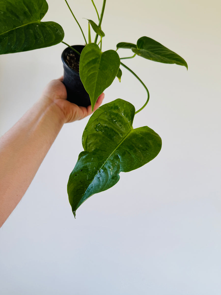 Anthurium King Veitchii - Rare Aroid - 4