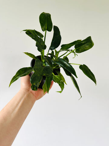Philodendron Golden Dragon - Mottled Philodendron - Low Variegation - 4