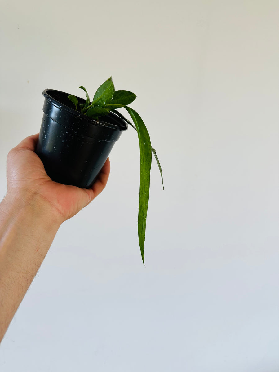 Anthurium Wendlingeri - Rare Aroid - 4