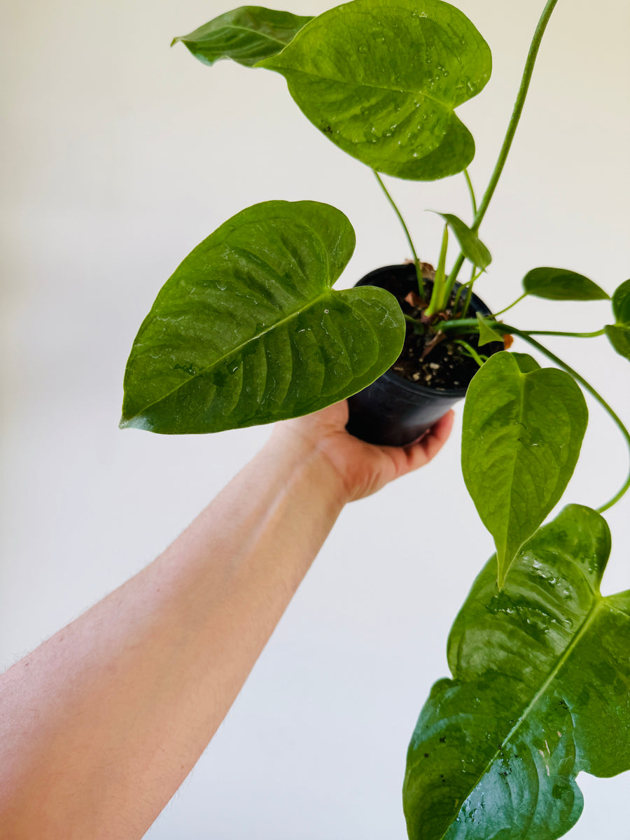 Anthurium King Veitchii - Rare Aroid - 4