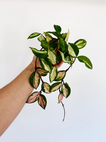 Hoya Carnosa ‘Medio-Picta’ - 4” Pot