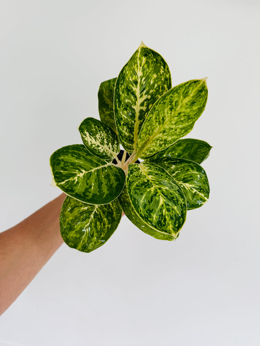 Aglaonema Mint Papuma - 4