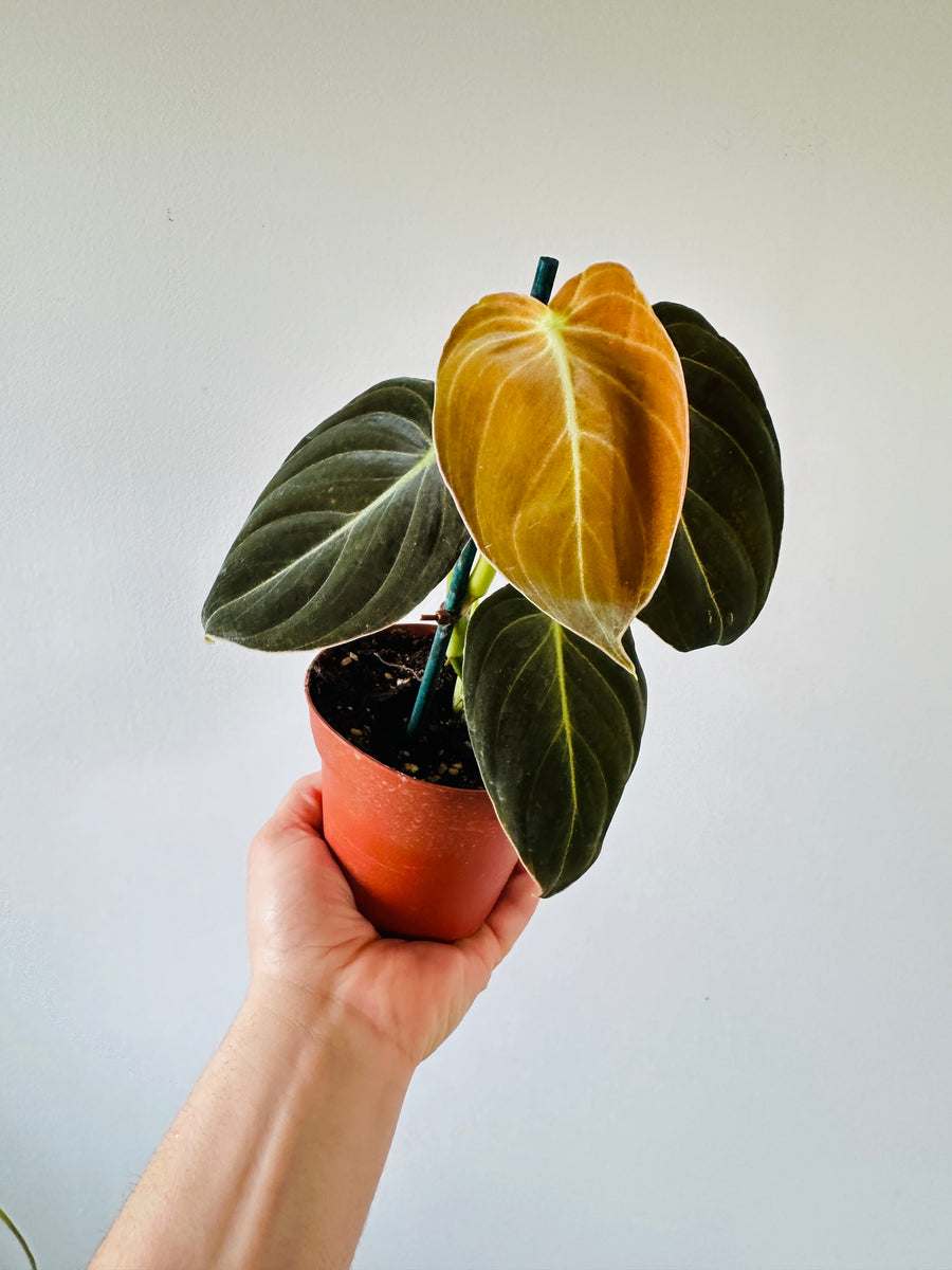 Philodendron Melanochrysum - Rare Aroid - 4