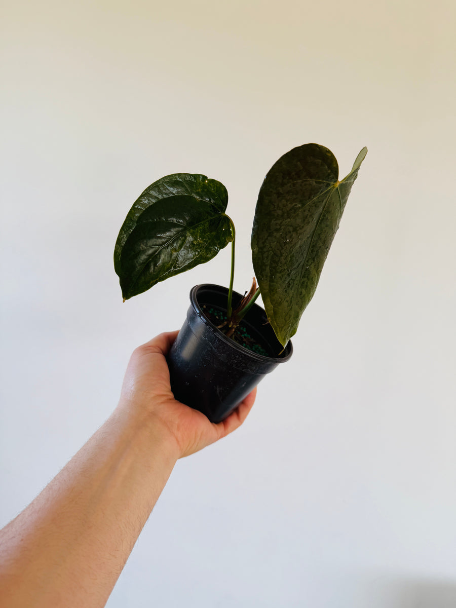 Anthurium Queen of Hearts - 4
