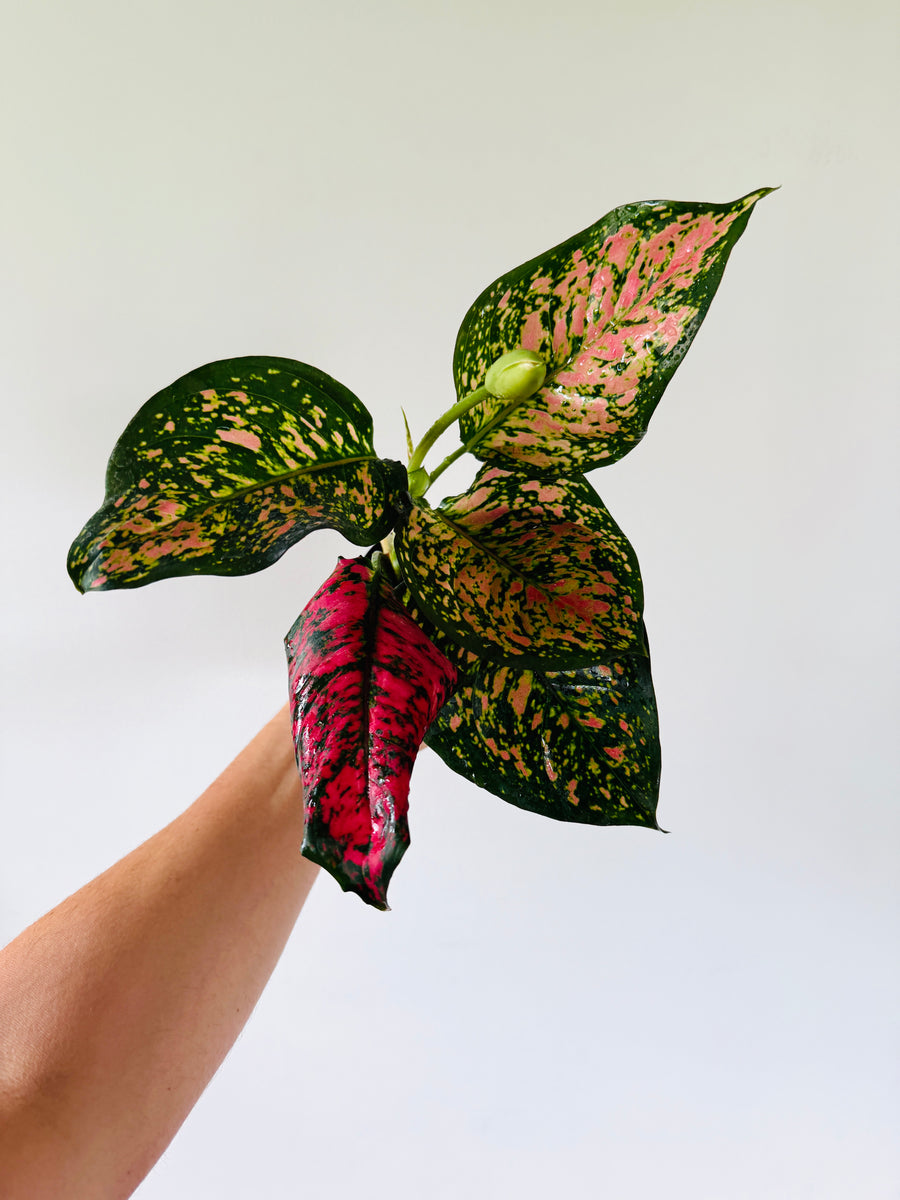 Aglaonema Red Dragon - 4