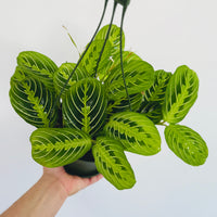 prayer plant hanging basket 6 in. Maranta Lemon Lime Plant in Grower Pot