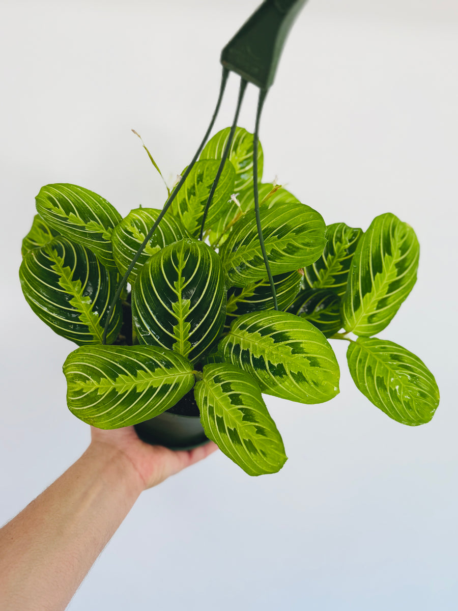 Maranta Lemon - Lemon Lime Prayer Plant - Hanging Basket - 6