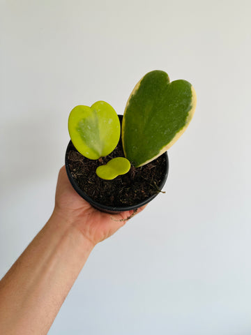 Hoya Kerrii ‘Outer Variegated’ - Vining - 4