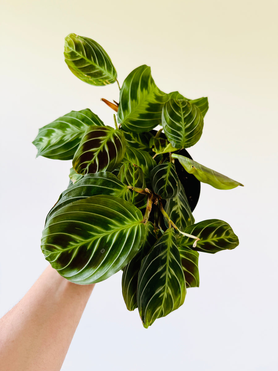 Black Maranta - Maranta Leuconeura ‘Massangeana’ - 5” Pot
