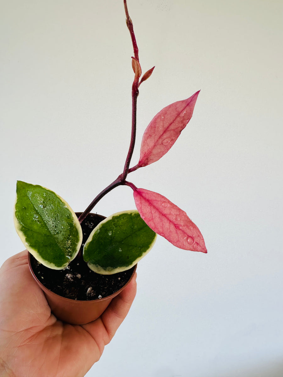 Hoya Flamingo Dream (Purple Pride) - New Carnosa Sport Variety - 3” Pot