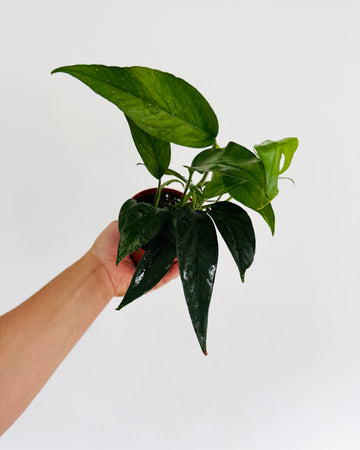 Epipremnum Pinnatum 'Cebu Dark Form' - 4” Pot