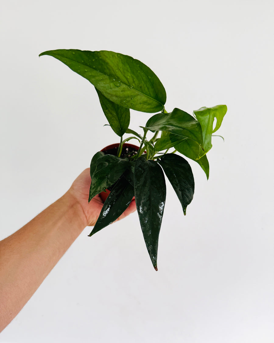 Epipremnum Pinnatum 'Cebu Dark Form' - 4” Pot