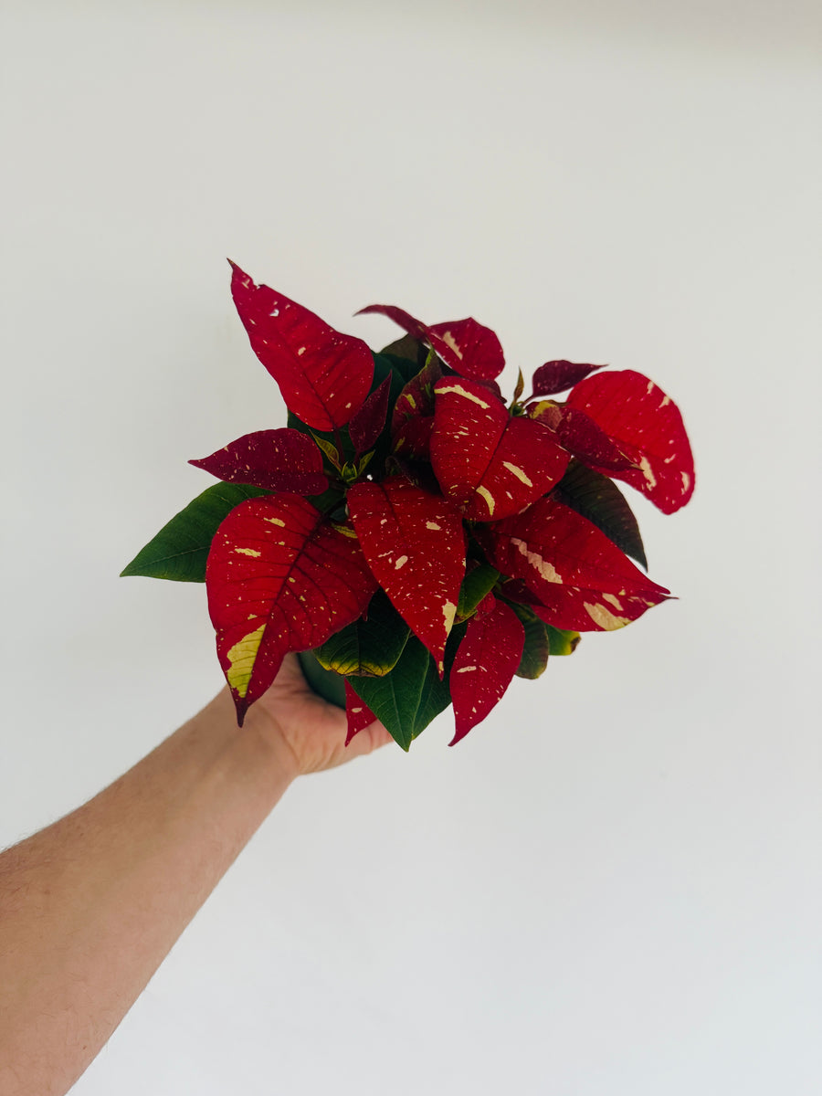 Poinsettia ‘Christmas Constellation’ - 4.5