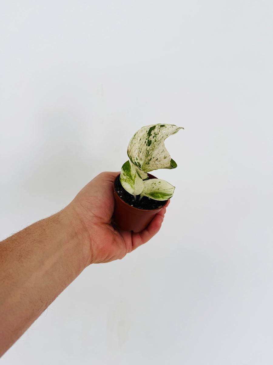 Pothos Harlequin