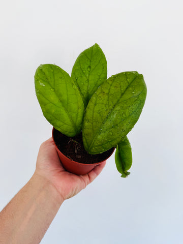 Hoya sp. IML 1346 - 4” Pot