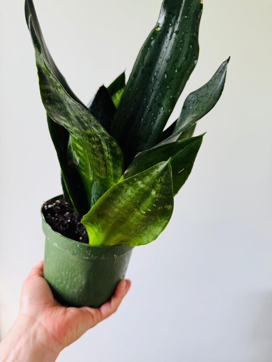 Sansevieria Black Dragon - 6