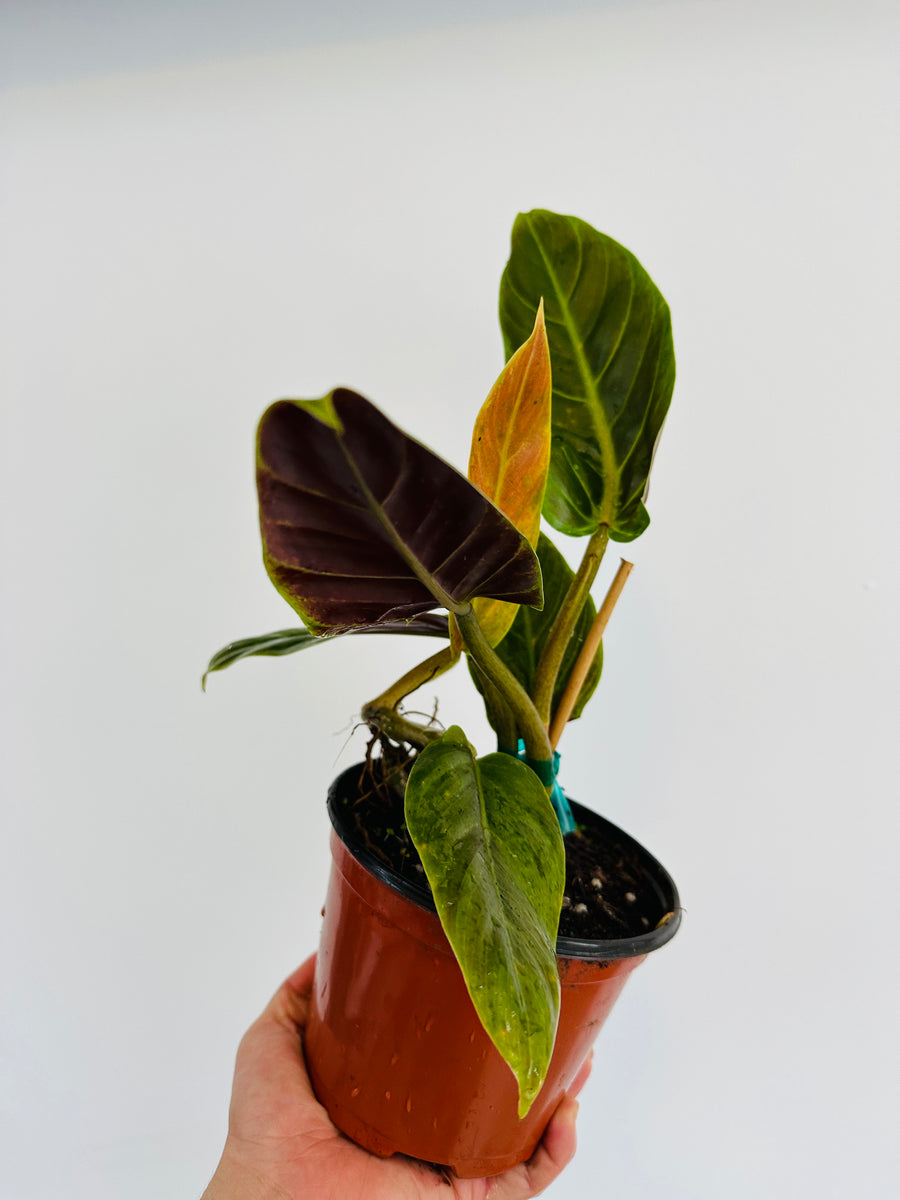 Philodendron Subhastatum - Rare Aroid - 6