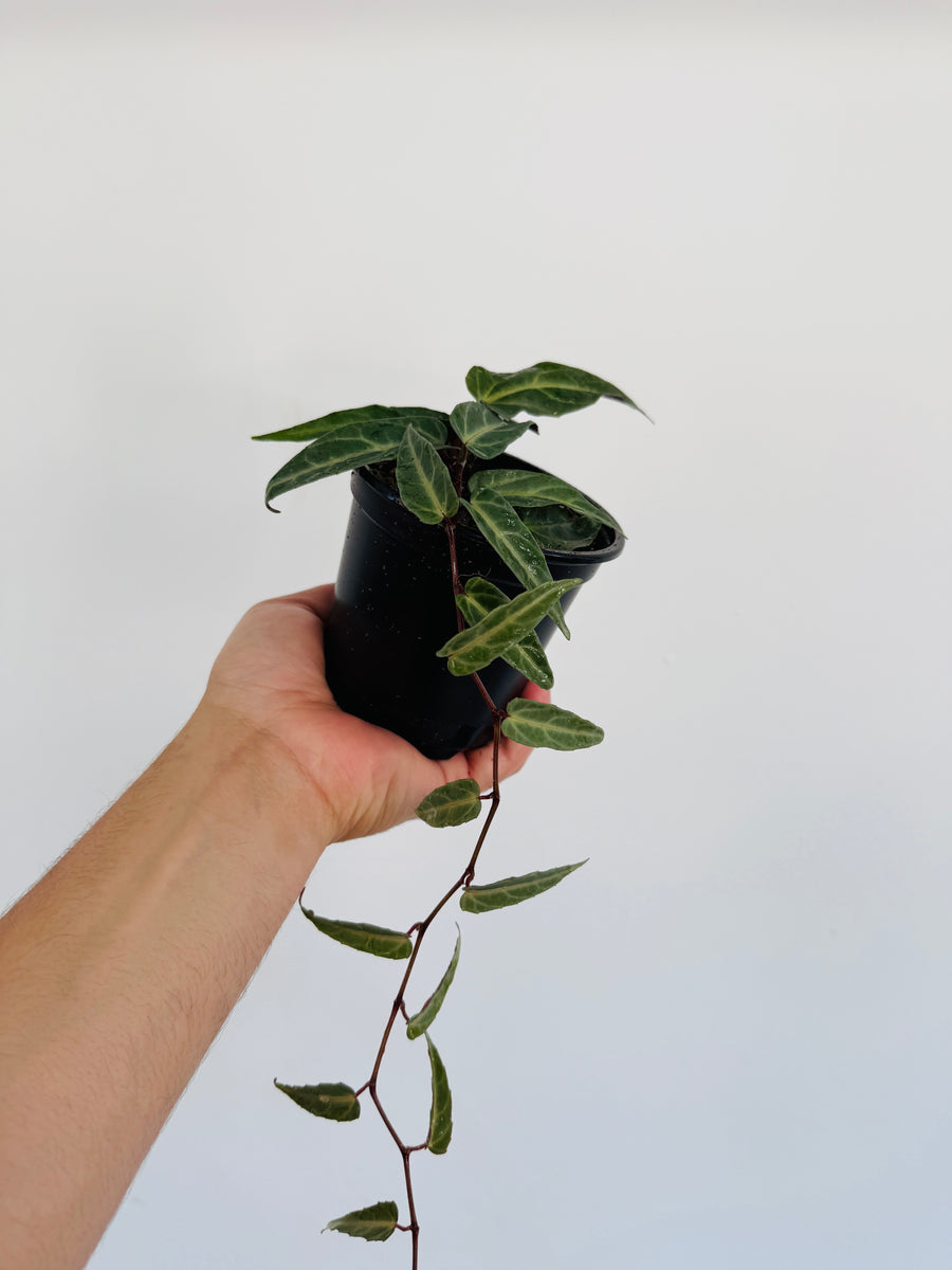 Halloween Vine - Cissus Amazonica - 4