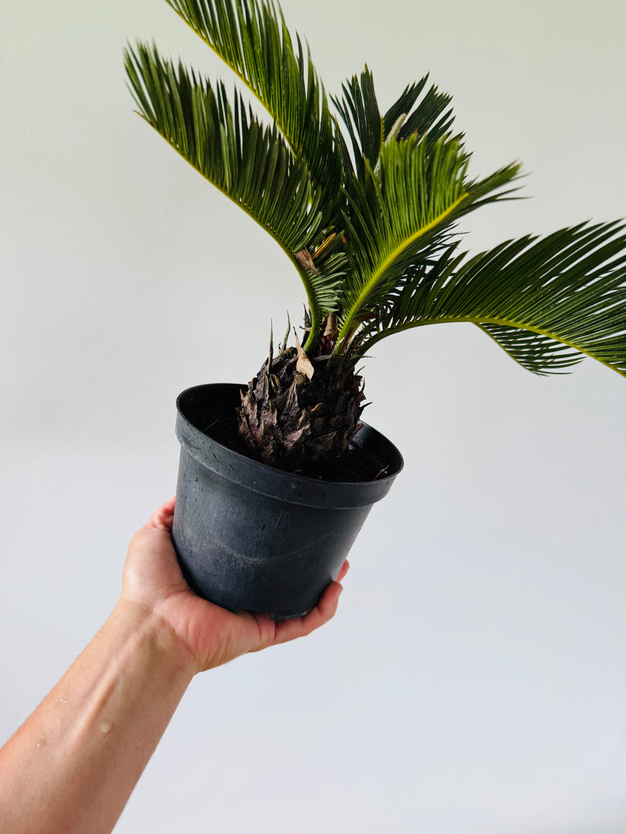 King Sago Palm - 6