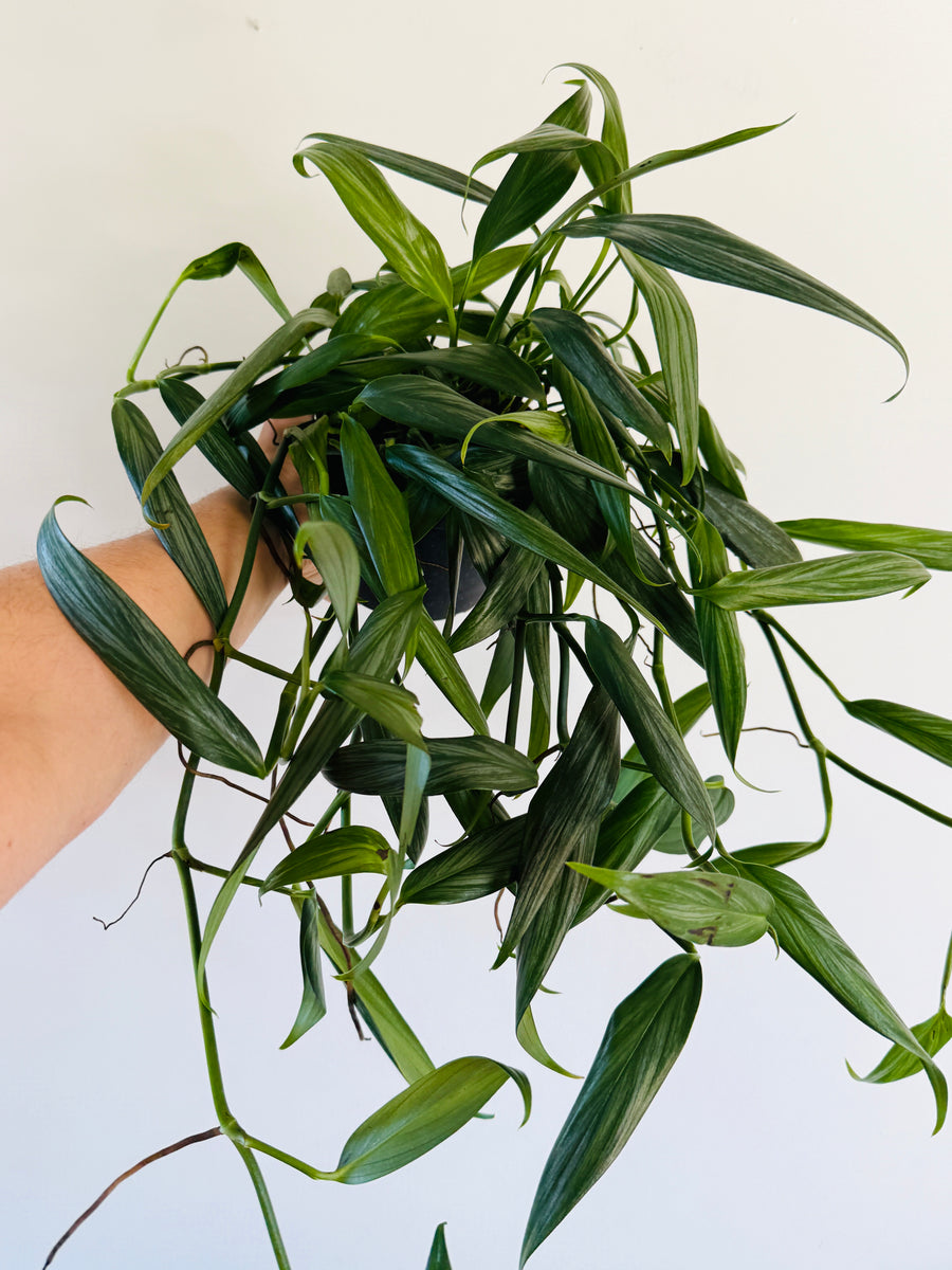 Epipremnum Amplissimum ‘Silver’ - Very Long Vines -  6