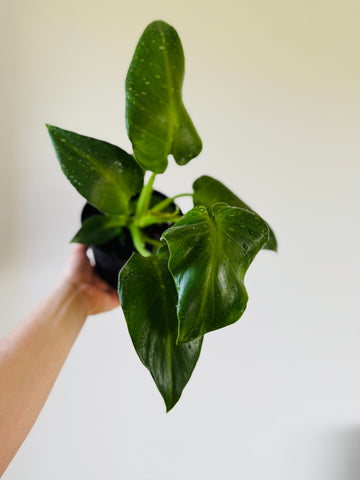 Philodendron Rugosum Abberant - Rare Mutated Aroid - 5