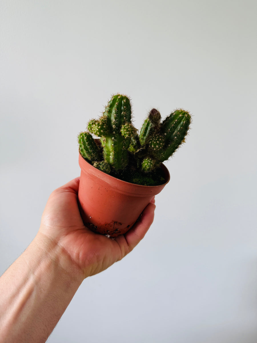 Peanut Cactus - 4