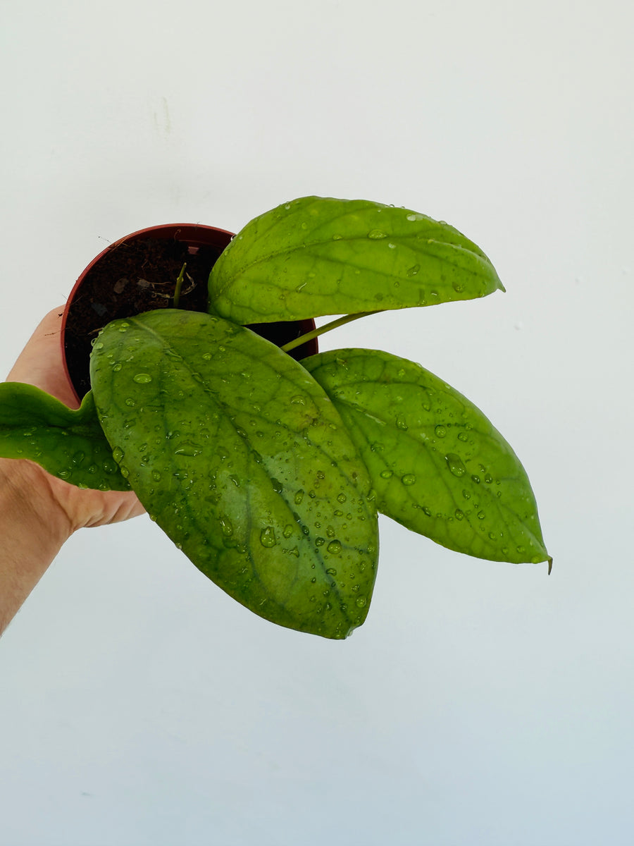 Hoya sp. IML 1346 - 4” Pot