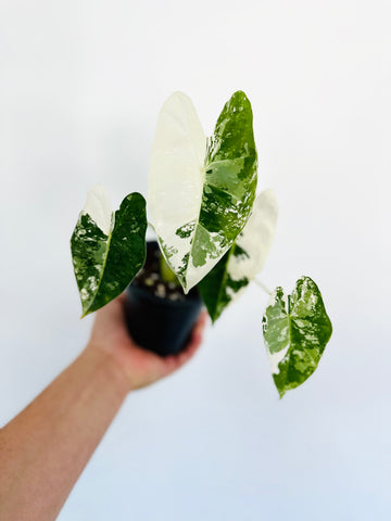 Alocasia Frydek Albo Variegated - 4