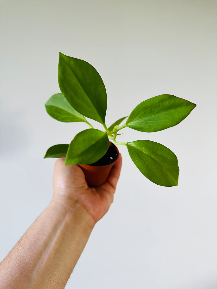 Hoya Pachyclada - Starter Hoya - 2