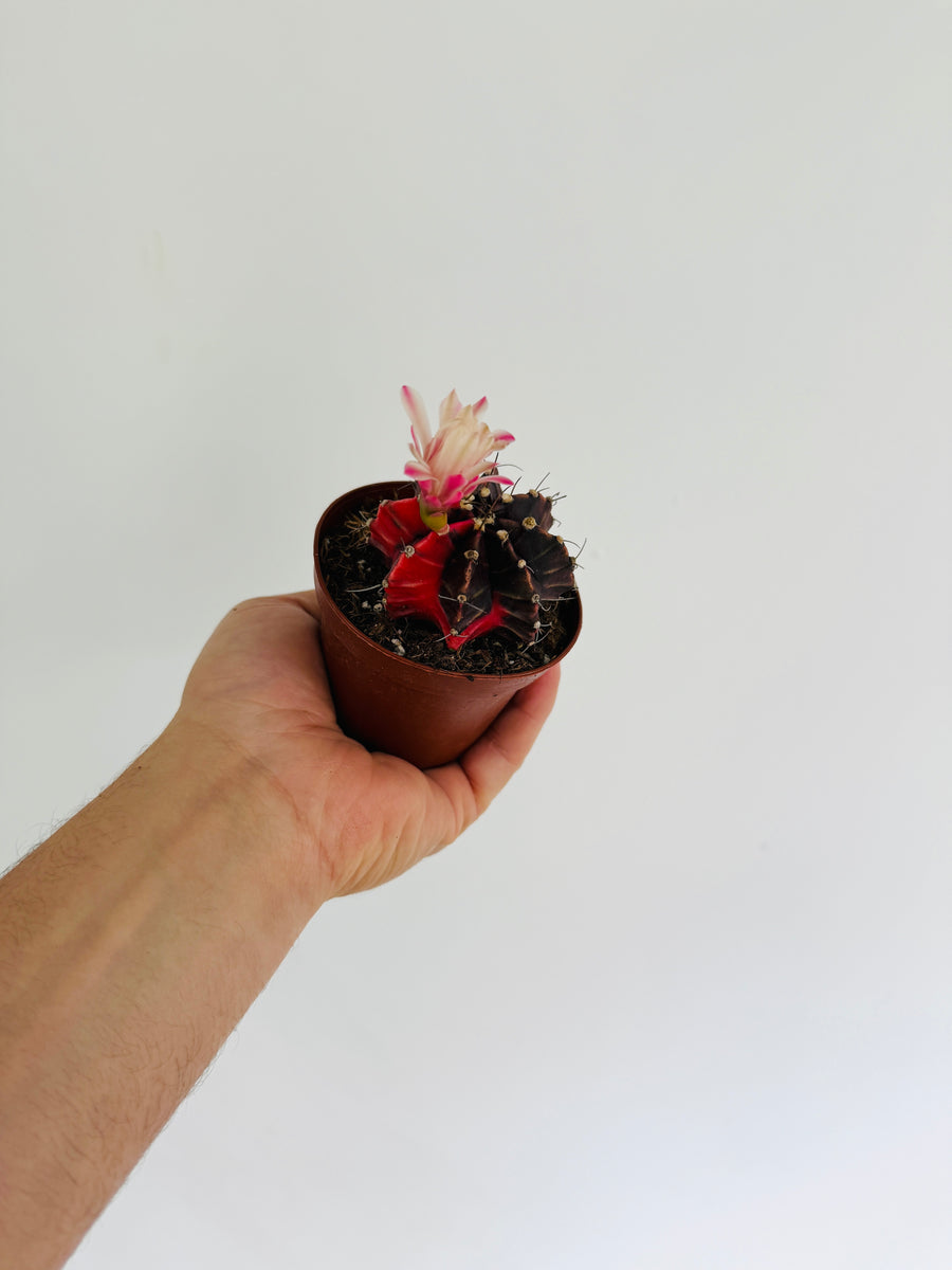 Colorball Cactus - Gymnocalycium Mihanovichii Variegated - 2” Pot