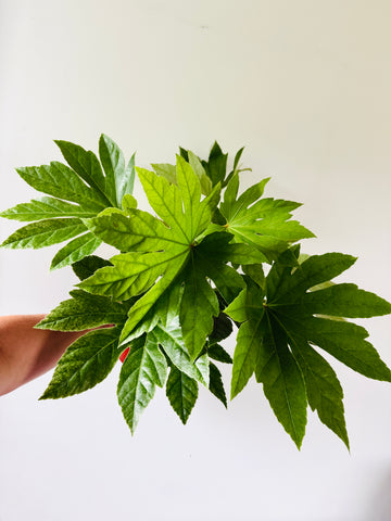 Fatsia Japonica Variegata - Low Variegation - 6