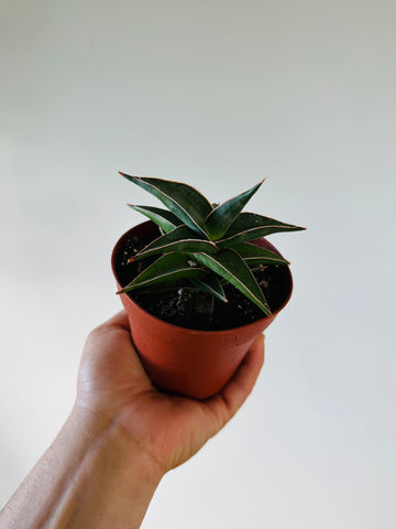 Sansevieria Lavranos - Rare Snake Plant - 4