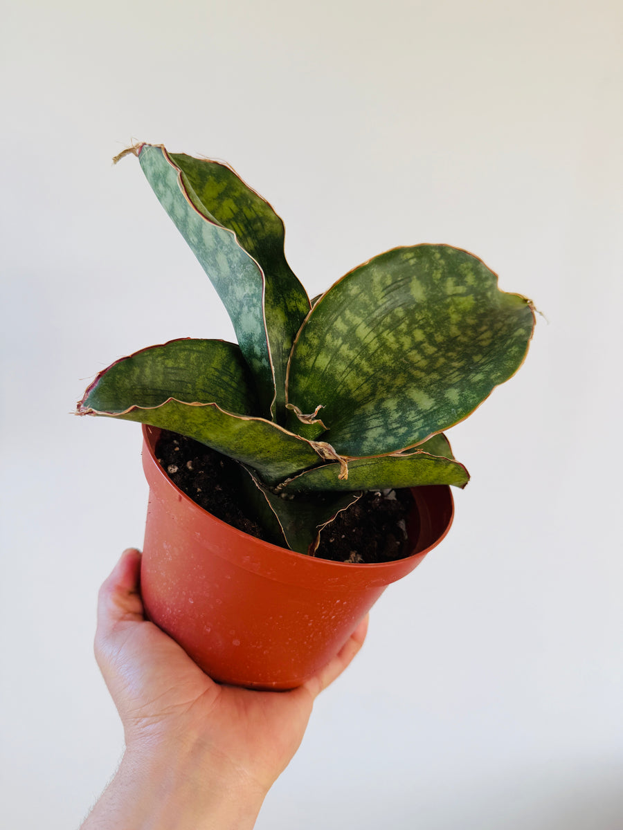Sansevieria Dragon Wings - 6