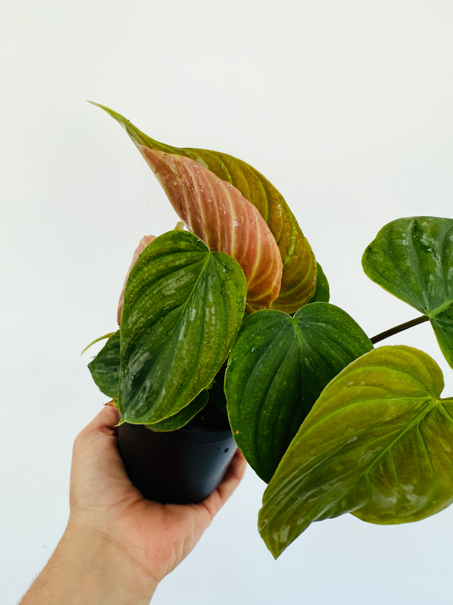 Philodendron Majestic - Rare Aroid - 4” Pot